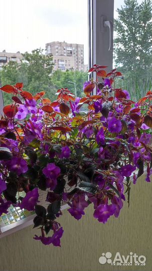 Ахименес Комнатные цветы Дружная семейка