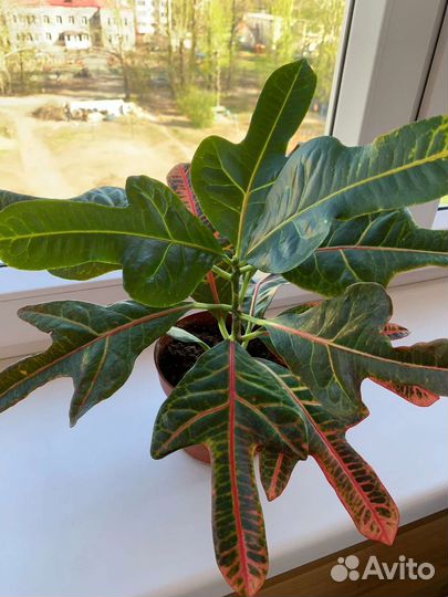 Кодиеум кротон