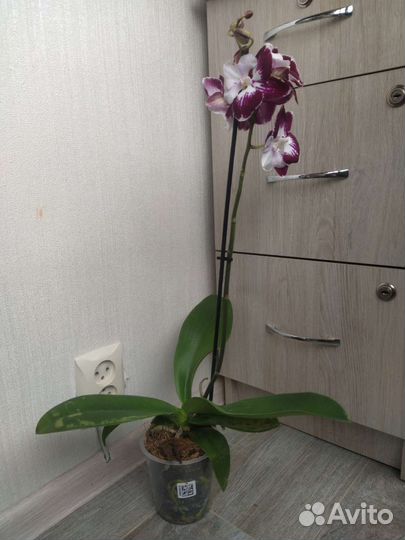 Орхидея фаленопсис биглип