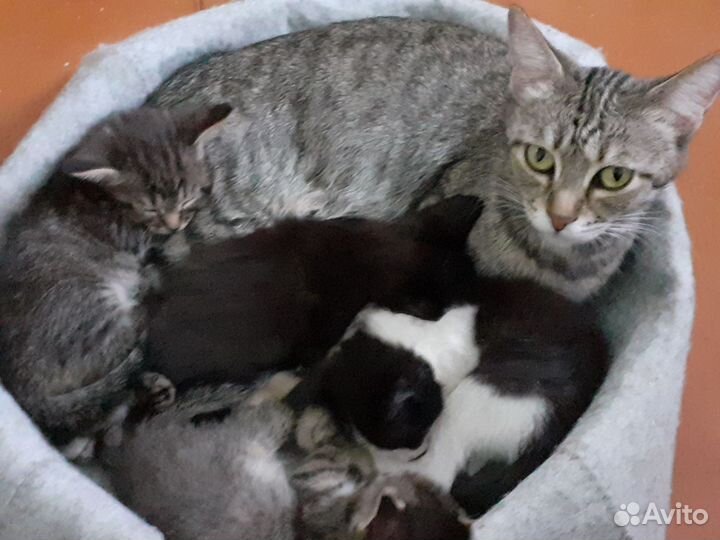Котята в добрые руки