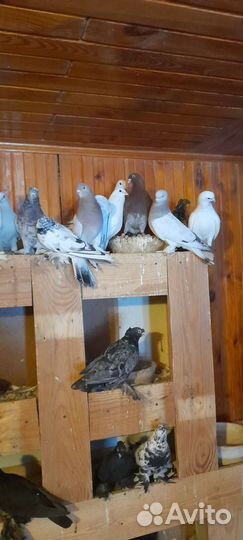 Продажа голубей