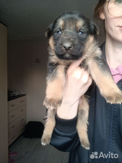 Щенки Немецкой овчарки