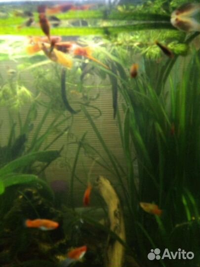 Меченосцы, пицилии, гуппи