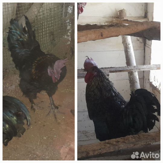 Молодые петухи