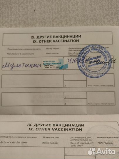 Бельгийская овчарка малинуа