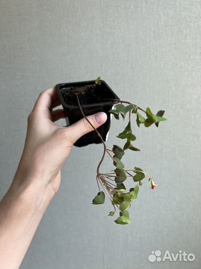 Оксалис (кислица)