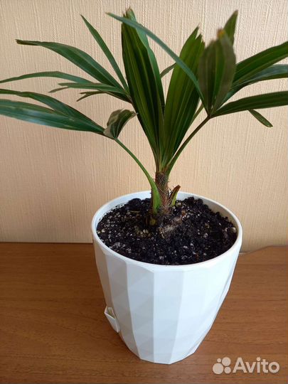 Пальма веерная трахикарпус