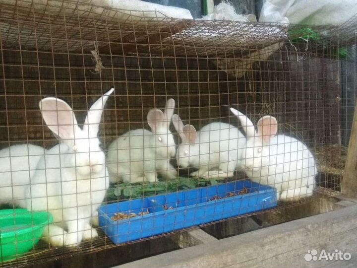 Кролики на мясо и на развод