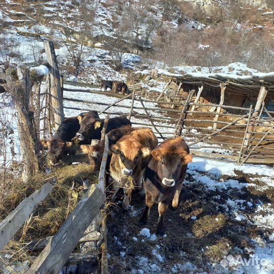 Продаются телята