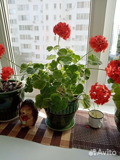 Пеларгония герань