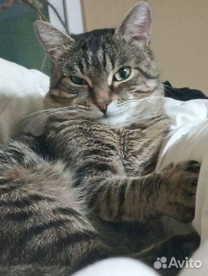 Портрет домашнего животного