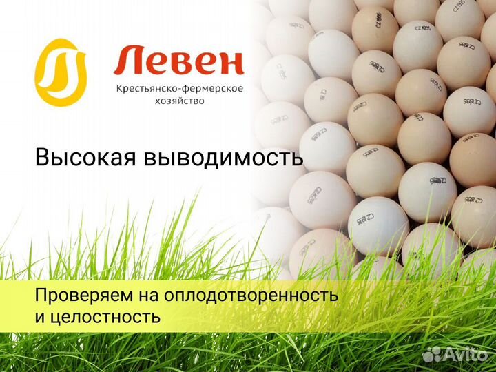 Импортное инкубационное яйцо кобб 500 росс 308