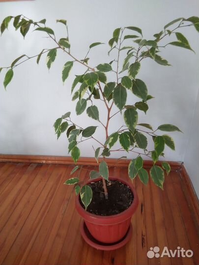 Бенджамина