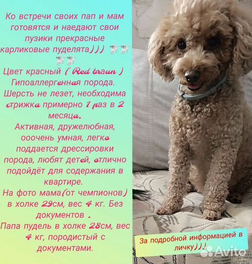 Карликовый той-пудель