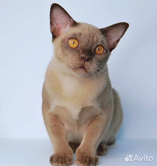 Бурманский котенок-шоколадная девочка