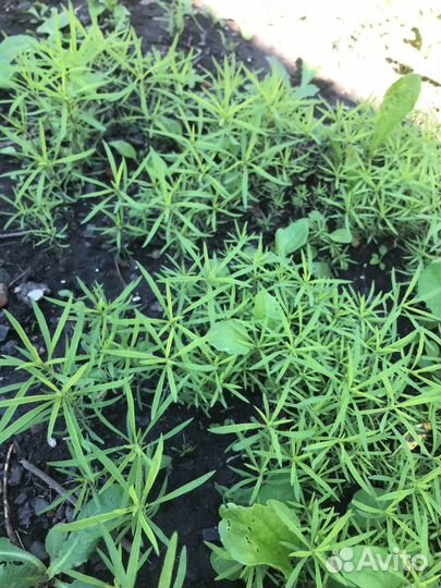 Садовые цветы