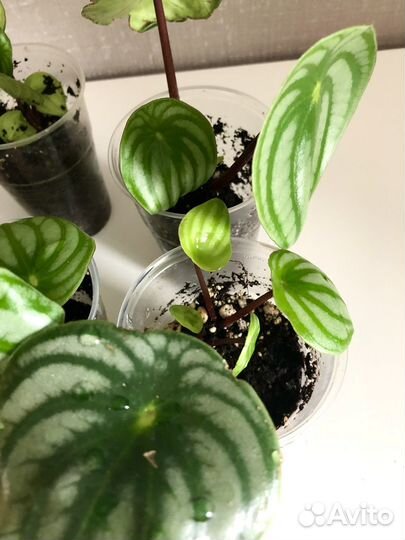 Пеперомия Арбузная