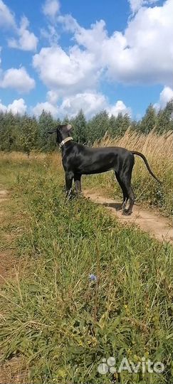 Немецкий дог