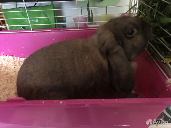 Кролик вислоухий