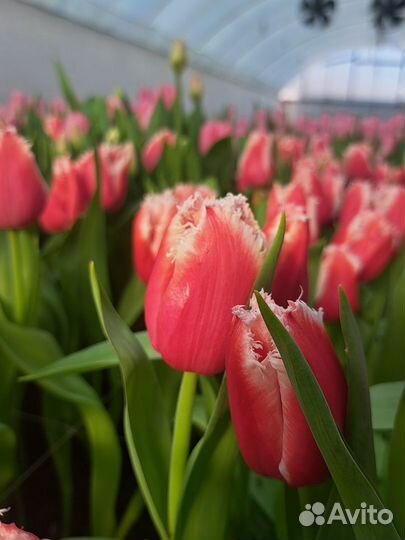Свежие тюльпаны к 8 марта доставка