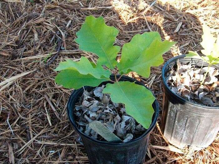 Дуб саженцы