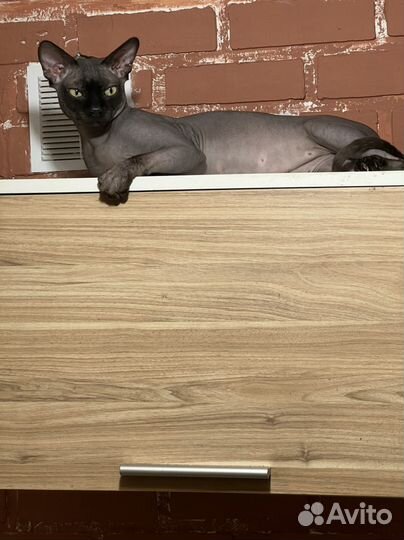 Канадский сфинкс