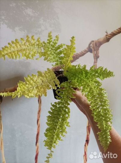 Нефролепис Дассада Неон