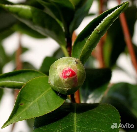 Камелия Японская, семена