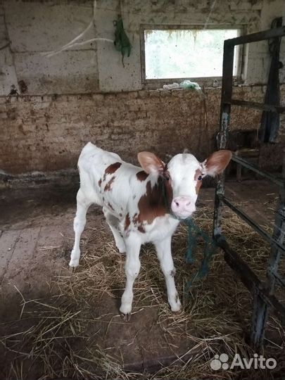 Телочка 3 недели