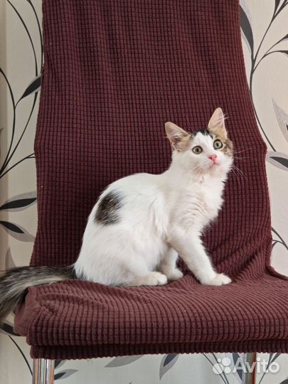 Котенок девочка в добрые руки
