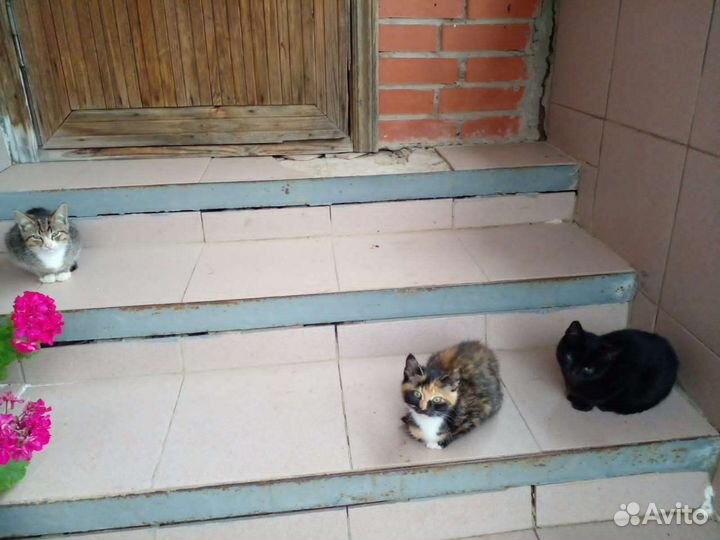 Котята в добрые руки