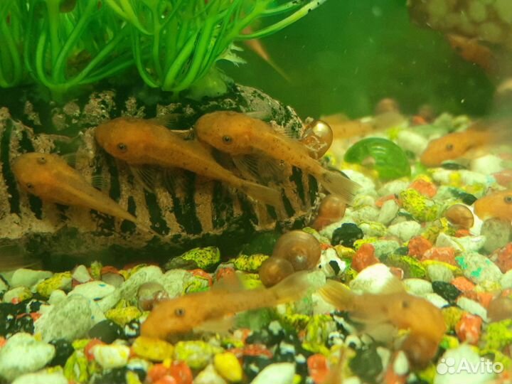 Анциструс красный