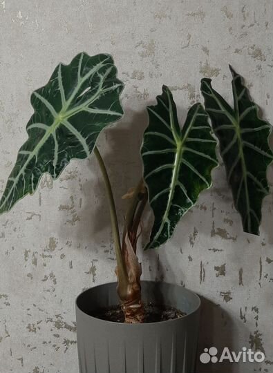 Алоказия полли