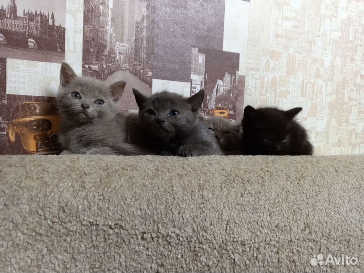 Кошки