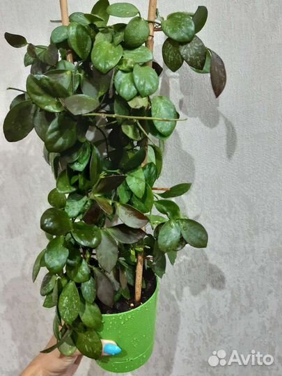 Хойи сортовые срезом