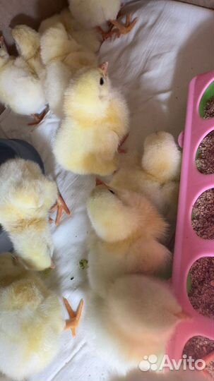 Цыплята