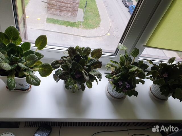 Продам цветы комнатные