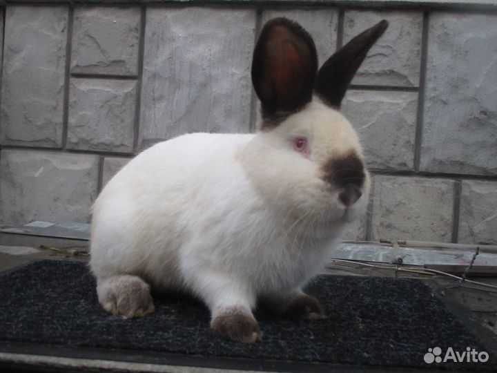 Кролики породы Новозеландские белые и Калифорния