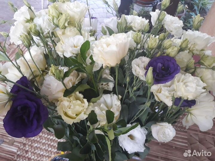 Домашние семена эустомы (лизиантус)