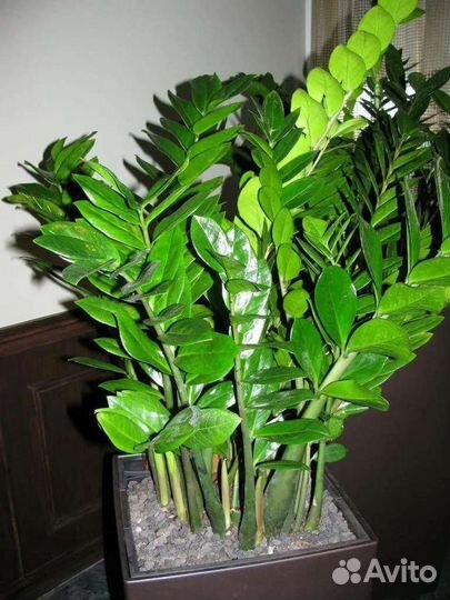 Замиокулькасы