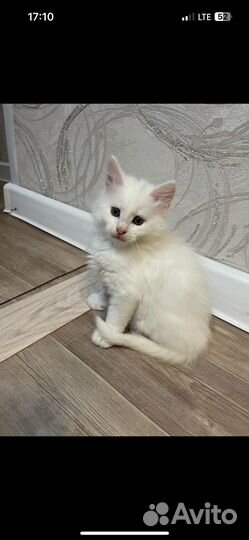 Котята мейн-кун