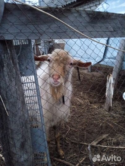 Козел на племя