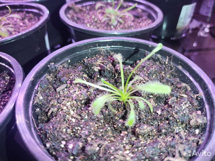 Росянки (capensis) детки