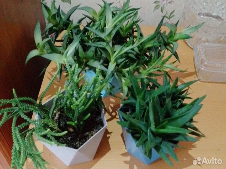 Суккулееты