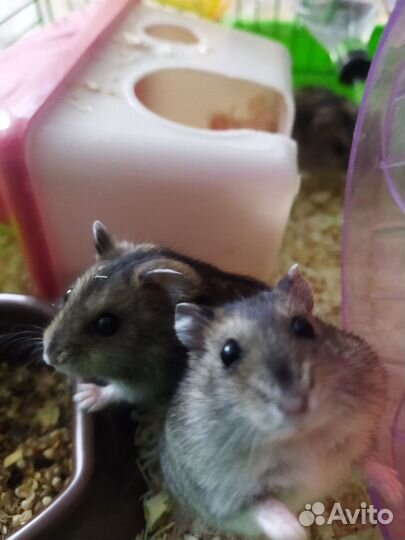 Джунгарский хомяк