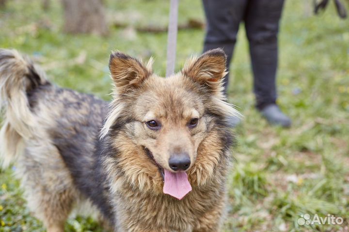 В добрые руки хороший пес Купер