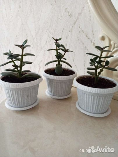 Денежное дерево/толстяка/крассула