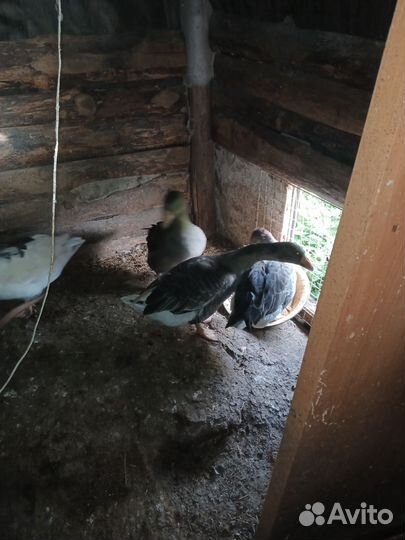 Продам гусей