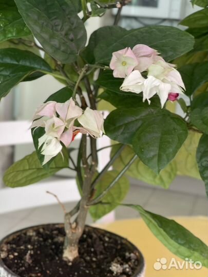 Клеродендрум томпсон большой