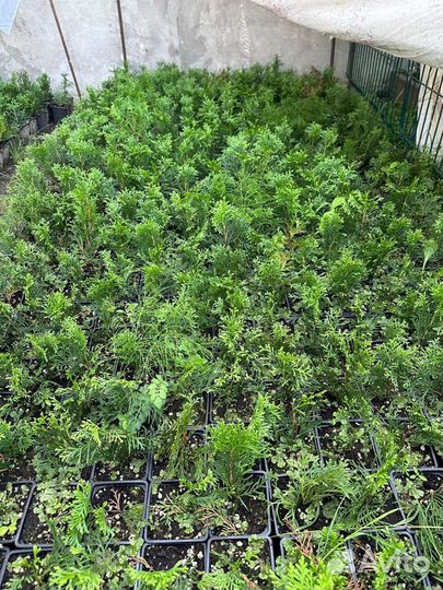 Туя смарагд, саженцы